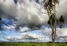 瓜帅：若哈兰德维尼修斯拿金球也是他们应得的.